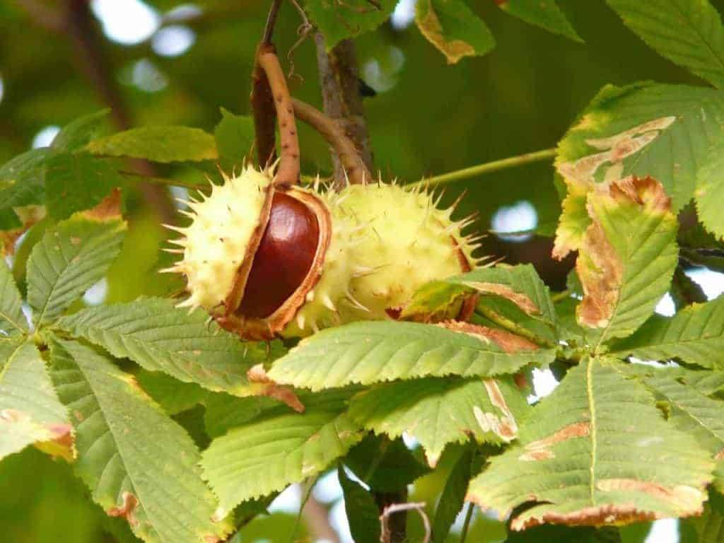 Castagne