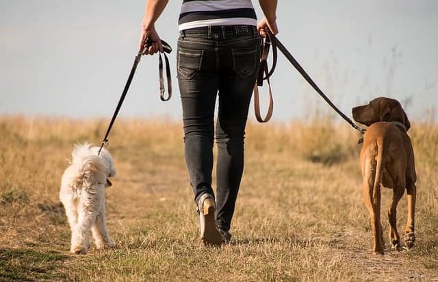 donna cammina con i cani