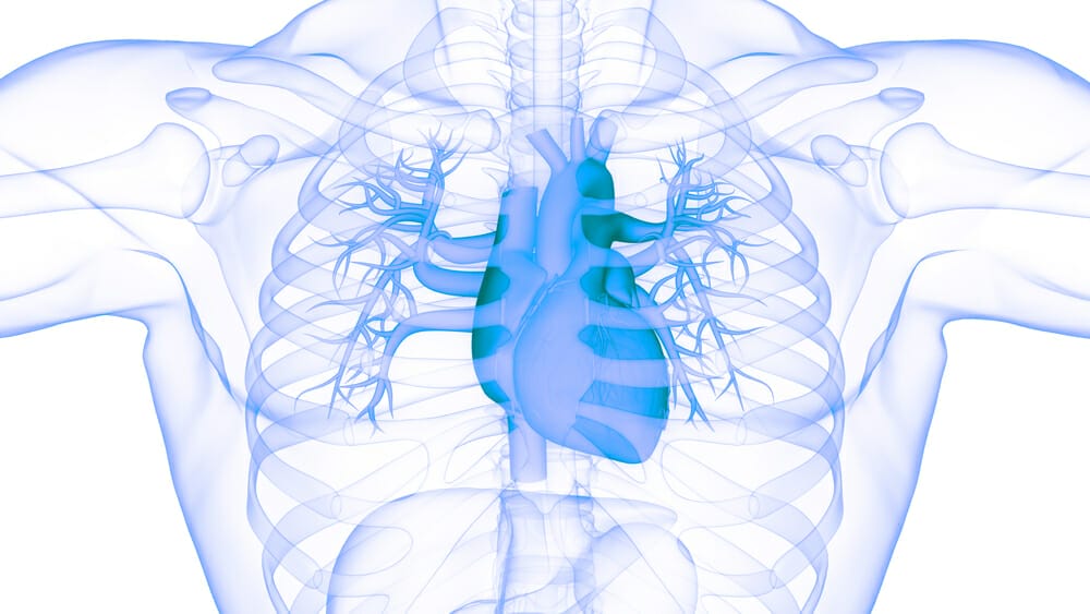  grafica del cuore umano