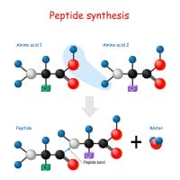 sintesi dei peptidi