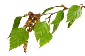  foglie di betulla