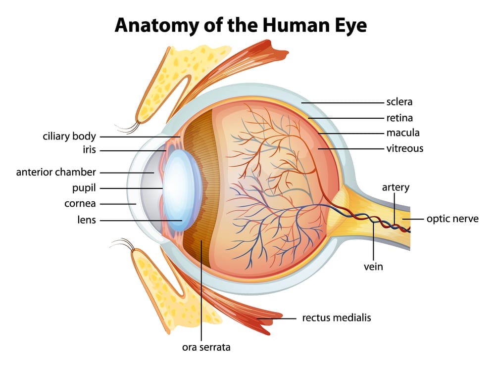  schema dell'occhio umano