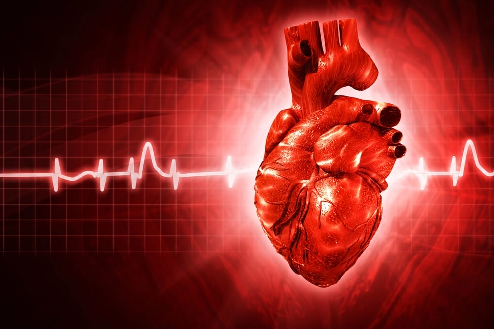 grafico del muscolo cardiaco